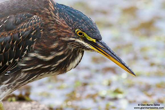 Butorides virescens / Airone verde / Green heron / Héron vert