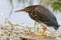 Butorides virescens / Airone verde / Green heron / Héron vert