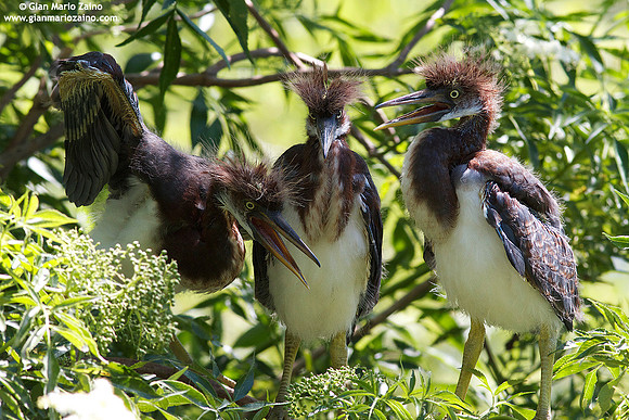 Egretta tricolor / Airone della Luisiana / Tricolored heron / Aigrette tricolore