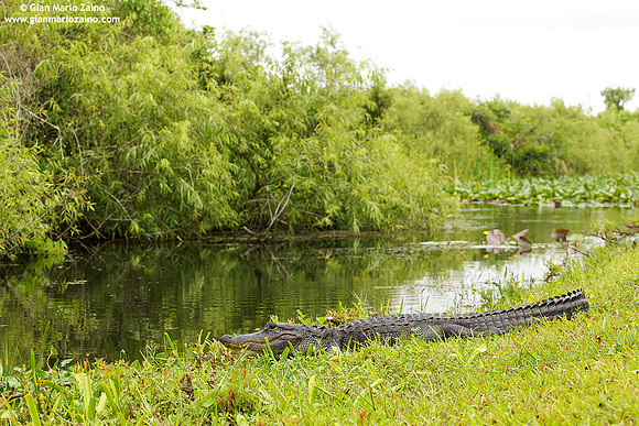 Alligator mississippiensis / Alligatore / America alligator / Alligator d'Amérique