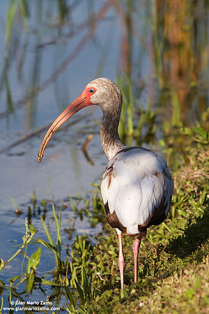 Eudocimus albus / Ibis bianco / American white ibis / Ibis blanc