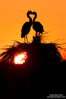 Ardea cinerea / Airone cenerino / Grey heron / Héron cendré