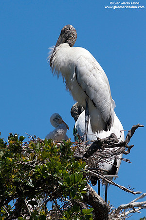 Mycteria americana / Cicogna americana / Wood stork / Tantale d'Amérique