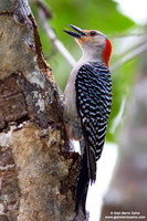 Melanerpes carolinus / Picchio panciarossa / Red-bellied woodpecker / Pic à ventre roux
