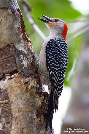 Melanerpes carolinus / Picchio panciarossa / Red-bellied woodpecker / Pic à ventre roux