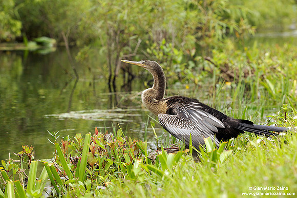 Anhinga anhinga / Aninga comune / Anhinga / Anhinga d'Amérique