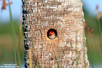 Melanerpes carolinus / Picchio panciarossa / Red-bellied woodpecker / Pic à ventre roux