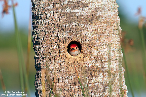 Melanerpes carolinus / Picchio panciarossa / Red-bellied woodpecker / Pic à ventre roux