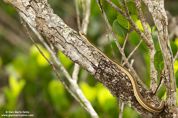 Thamnophis sauritus / Serpente nastro orientale / Peninsula ribbon snake / Serpent ruban oriental