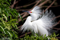Egretta thula / Garzetta nivea / Snowy egret / Aigrette neigeuse