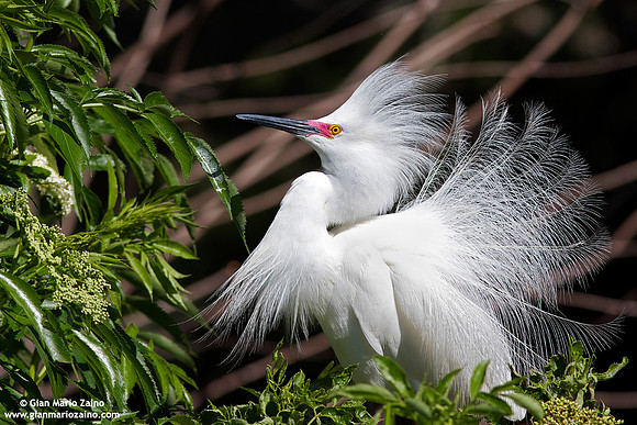 Egretta thula / Garzetta nivea / Snowy egret / Aigrette neigeuse