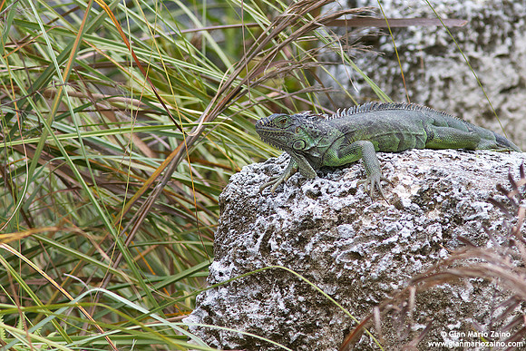 Iguana iguana / Iguana verde / Green Iguana / Iguane vert
