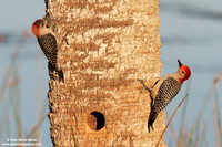 Melanerpes carolinus / Picchio panciarossa / Red-bellied woodpecker / Pic à ventre roux