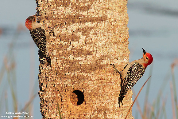 Melanerpes carolinus / Picchio panciarossa / Red-bellied woodpecker / Pic à ventre roux