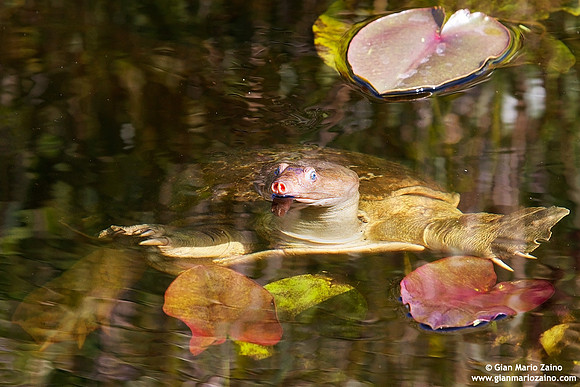 Apalone ferox / Tartaruga dal guscio molle della Florida / Florida softshell turtle / Apalone ferox