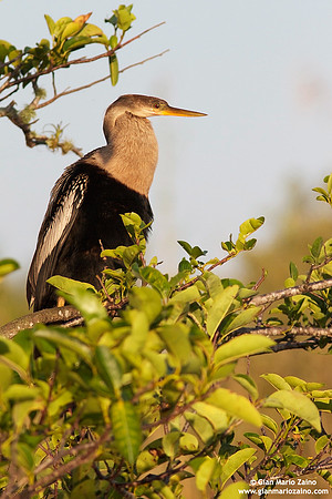 Anhinga anhinga / Aninga comune / Anhinga / Anhinga d'Amérique