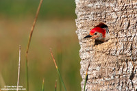 Melanerpes carolinus / Picchio panciarossa / Red-bellied woodpecker / Pic à ventre roux