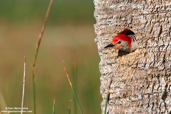 Melanerpes carolinus / Picchio panciarossa / Red-bellied woodpecker / Pic à ventre roux