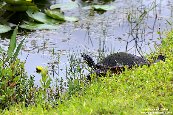 Pseudemys nelsoni / Florida redbelly cooter