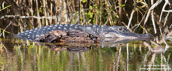 Alligator mississippiensis / Alligatore / America alligator / Alligator d'Amérique