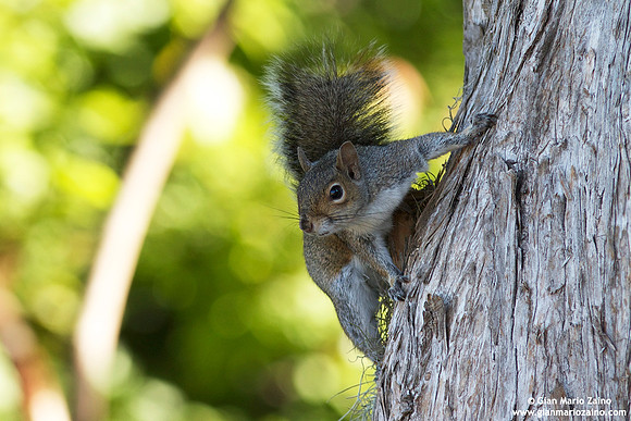 Sciurus carolinensis / Scoiattolo grigio orientale / Grey squirrel / Écureuil gris