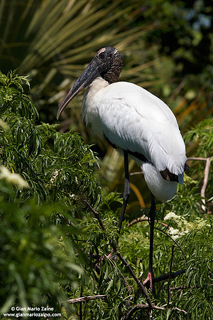 Mycteria americana / Cicogna americana / Wood stork / Tantale d'Amérique