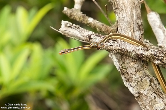 Thamnophis sauritus / Serpente nastro orientale / Peninsula ribbon snake / Serpent ruban oriental