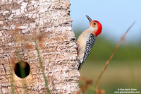 Melanerpes carolinus / Picchio panciarossa / Red-bellied woodpecker / Pic à ventre roux