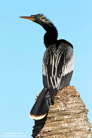 Anhinga anhinga / Aninga comune / Anhinga / Anhinga d'Amérique
