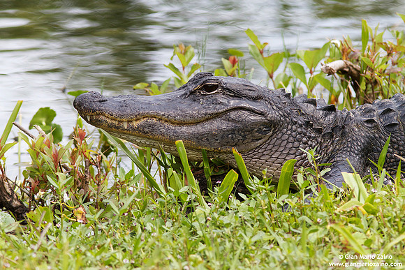 Alligator mississippiensis / Alligatore / America alligator / Alligator d'Amérique