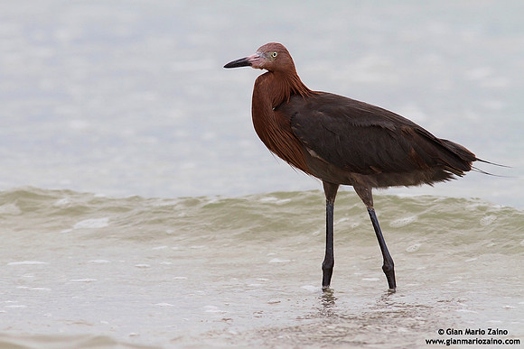 Egretta rufescens / Reddish egret / Garzetta rossastra / Aigrette roussâtre