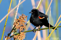 Agelaius phoeniceus / Ittero alirosse / Red-winged blackbird / Carouge à épaulettes