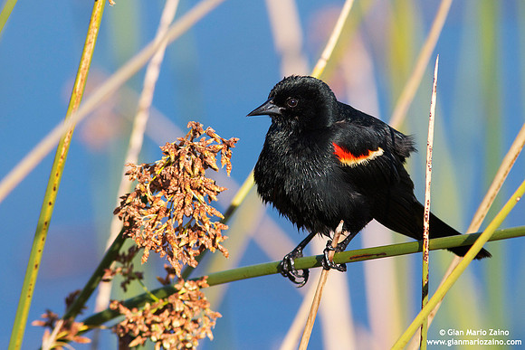 Agelaius phoeniceus / Ittero alirosse / Red-winged blackbird / Carouge à épaulettes