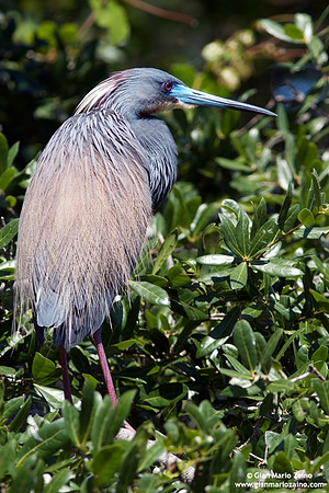 Egretta tricolor / Airone della Luisiana / Tricolored heron / Aigrette tricolore