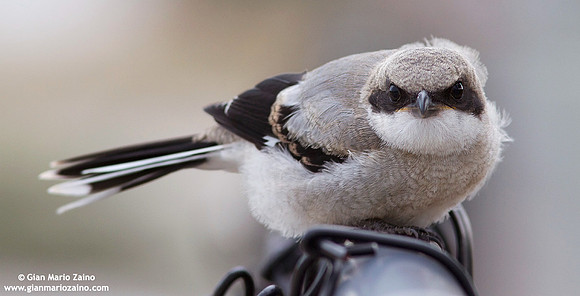 Lanius ludovicianus / Averla / Loggerhead Shrike / Pie-grièche migratrice