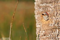Melanerpes carolinus / Picchio panciarossa / Red-bellied woodpecker / Pic à ventre roux