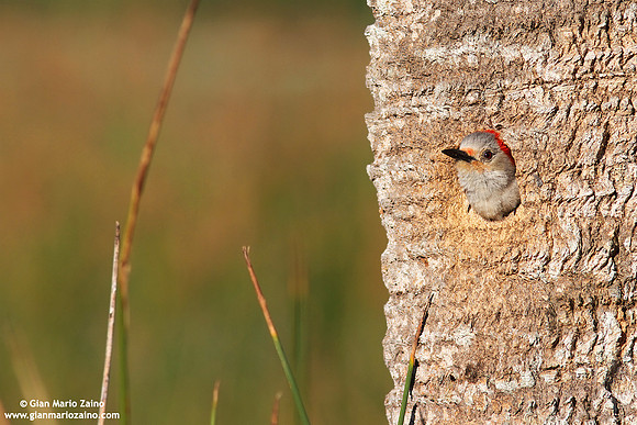 Melanerpes carolinus / Picchio panciarossa / Red-bellied woodpecker / Pic à ventre roux