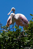 Platalea ajaja / Spatola rosata / Roseate Spoonbill / Spatule rosée