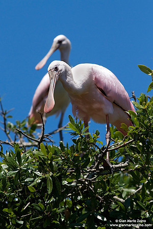 Platalea ajaja / Spatola rosata / Roseate Spoonbill / Spatule rosée