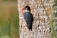 Melanerpes carolinus / Picchio panciarossa / Red-bellied woodpecker / Pic à ventre roux