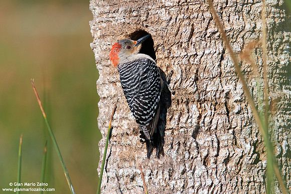 Melanerpes carolinus / Picchio panciarossa / Red-bellied woodpecker / Pic à ventre roux