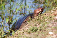 Apalone ferox / Tartaruga dal guscio molle della Florida / Florida softshell turtle / Apalone ferox