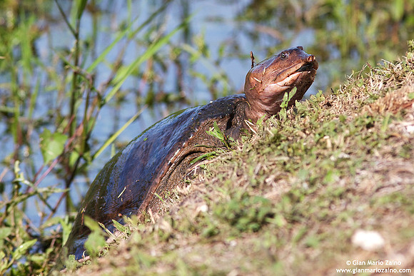 Apalone ferox / Tartaruga dal guscio molle della Florida / Florida softshell turtle / Apalone ferox