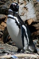 Spheniscus magellanicus / Pinguino di Magellano / Magellanic penguin / Manchot de Magellan