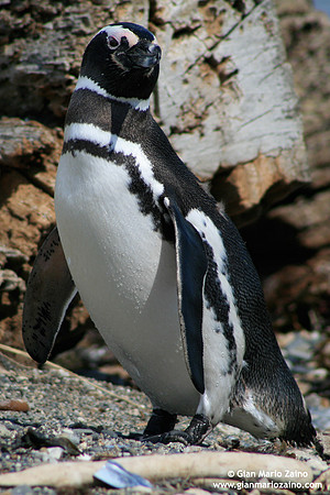 Spheniscus magellanicus / Pinguino di Magellano / Magellanic penguin / Manchot de Magellan
