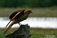 Milvago chimango / Caracara Chimango / Chimango caracara / Chimango caracara
