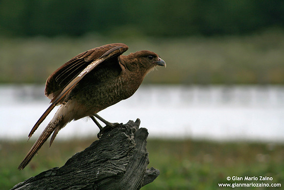 Milvago chimango / Caracara Chimango / Chimango caracara / Chimango caracara