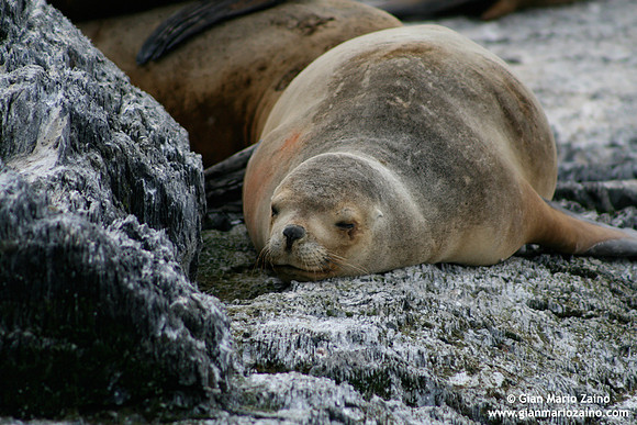 Otaria flavescens / Leone marino sudamericano / South American sea lion / Lion marin