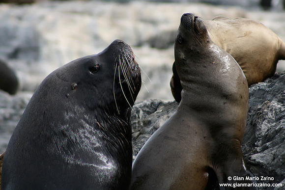 Otaria flavescens / Leone marino sudamericano / South American sea lion / Lion marin