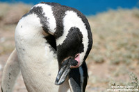 Spheniscus magellanicus / Pinguino di Magellano / Magellanic penguin / Manchot de Magellan